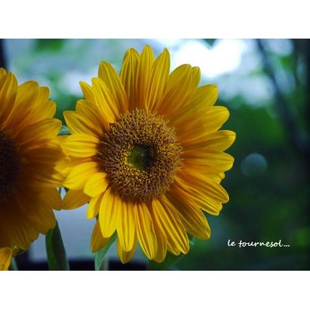 生花】ヒマワリ芯白 サンリッチ”フレッシュ”オレンジ 7〜10